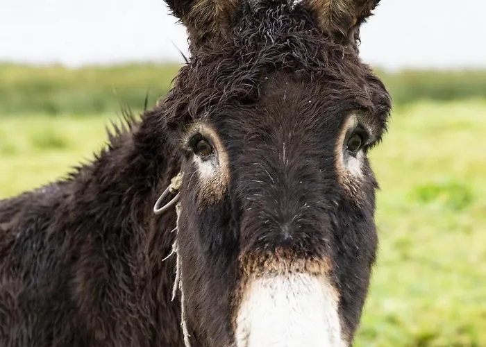 House Bed & Breakfast